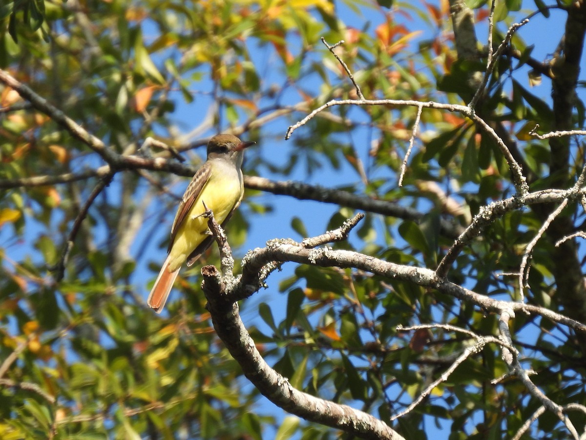 Great Crested Flycatcher - ML608895052