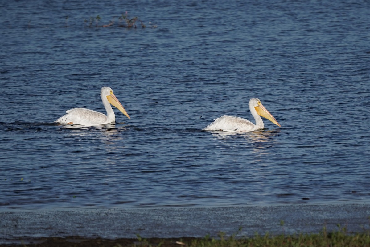 American White Pelican - ML608895115