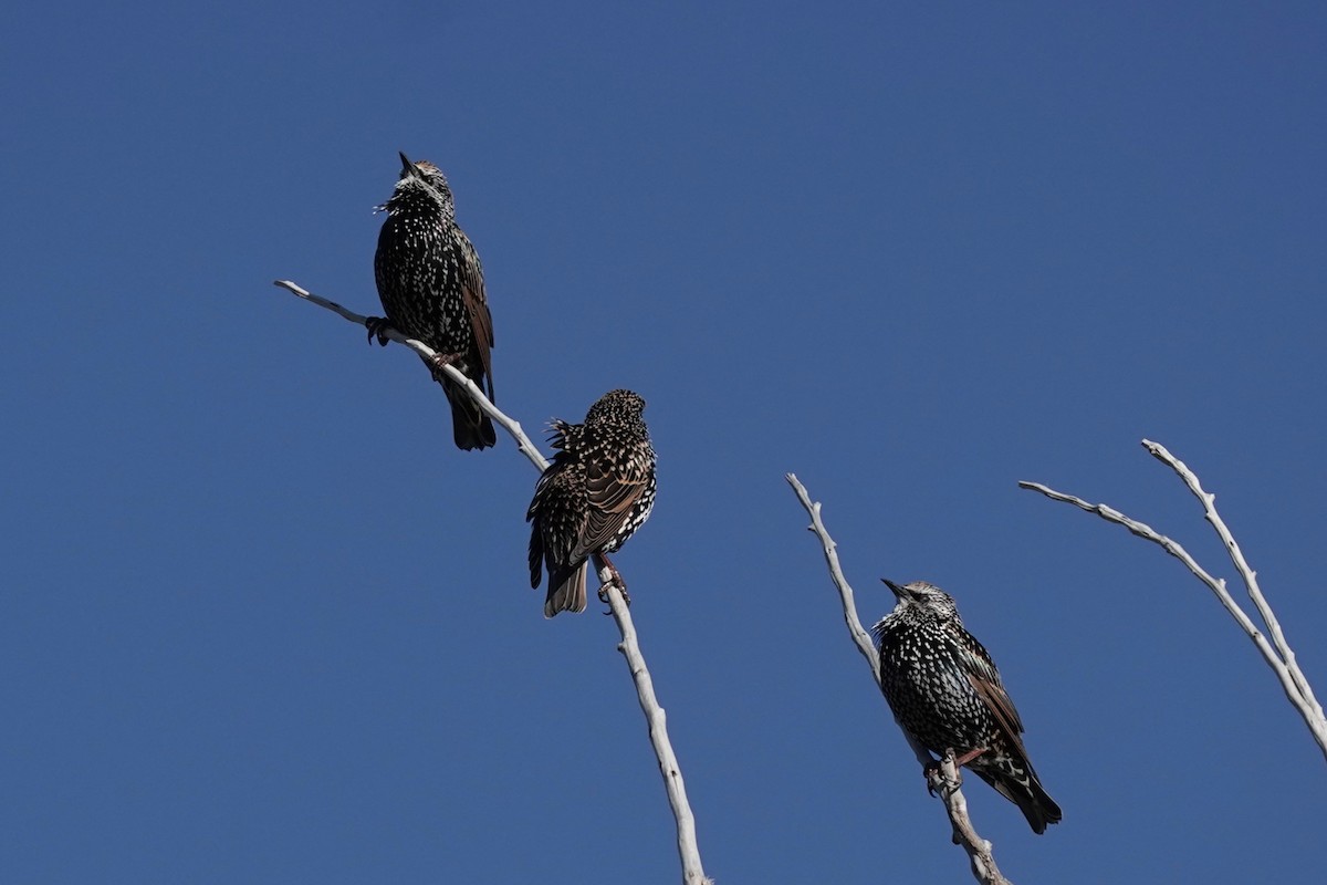 European Starling - ML608895136