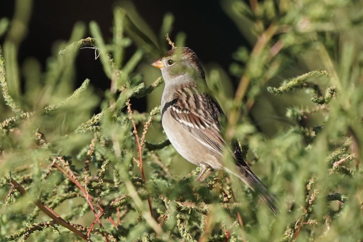 White-crowned Sparrow - ML608895143