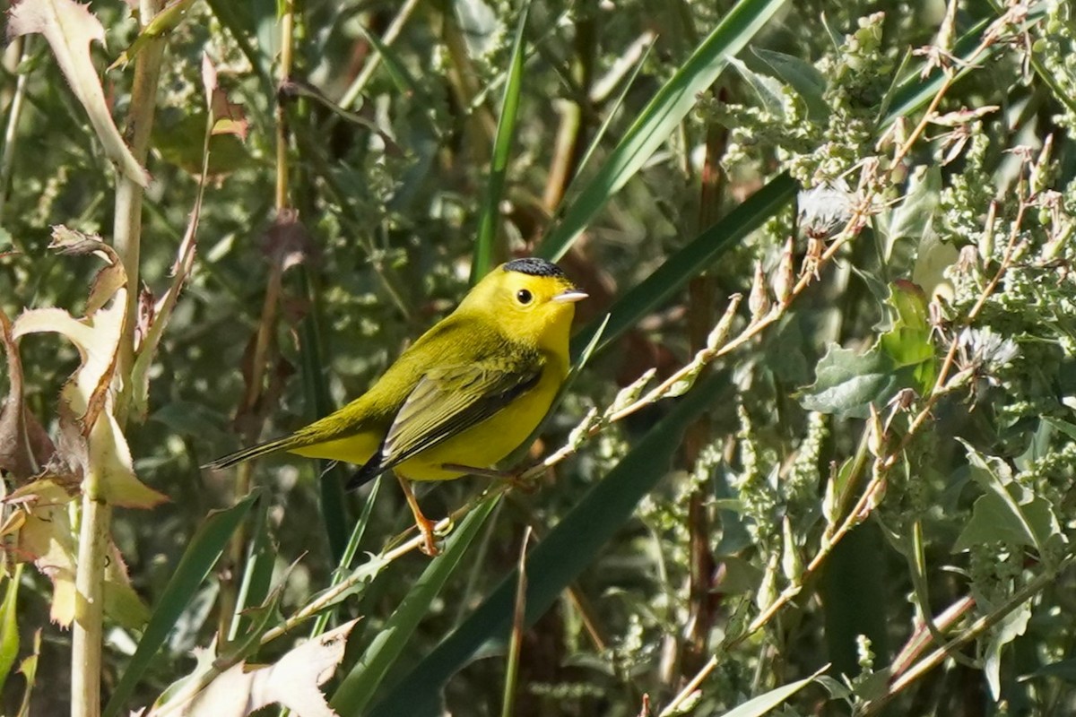 Wilson's Warbler - ML608895147