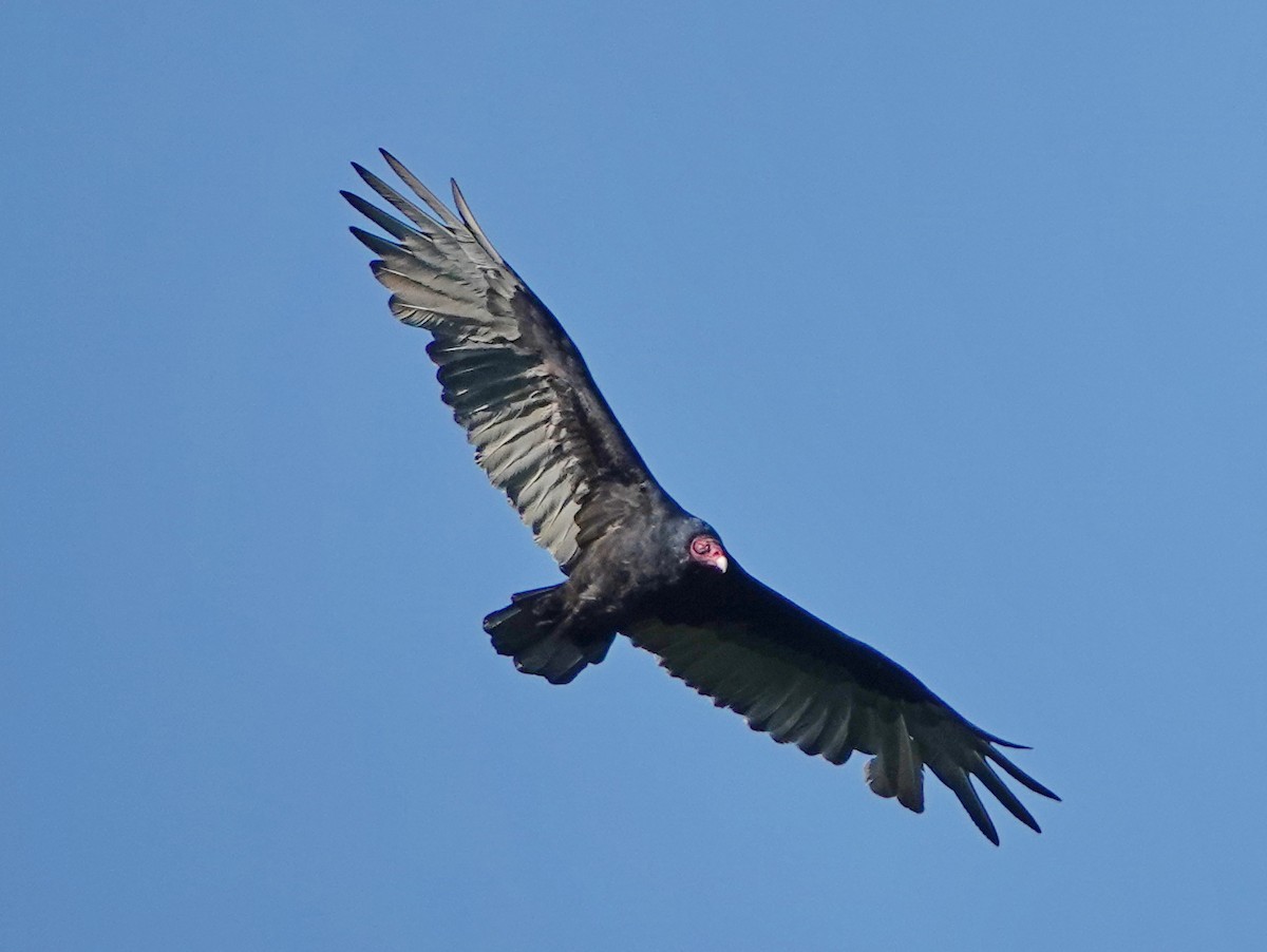 Turkey Vulture - ML608895378