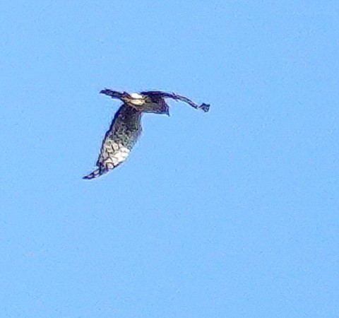 Northern Harrier - Kathleen Horn