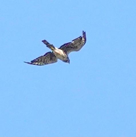 Northern Harrier - Kathleen Horn