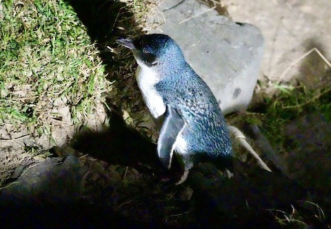 Little Penguin - eBird