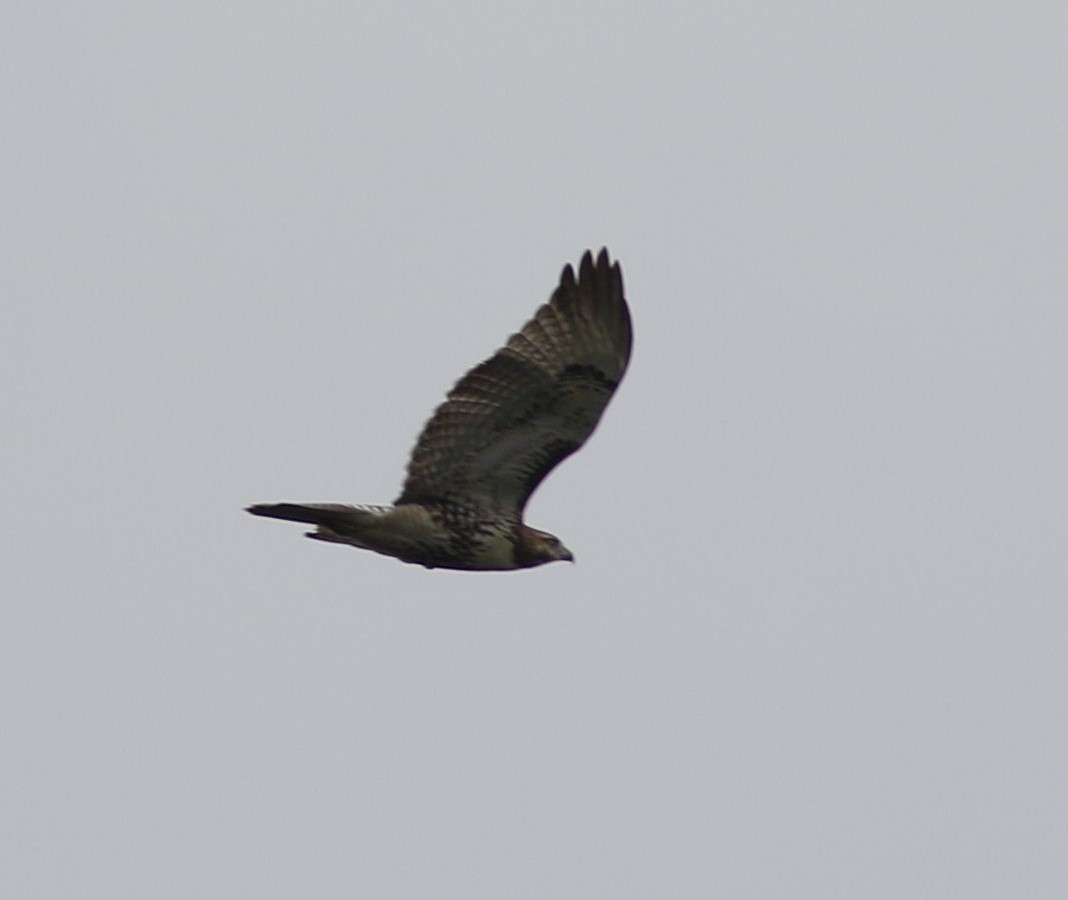 Red-tailed Hawk - ML608895668