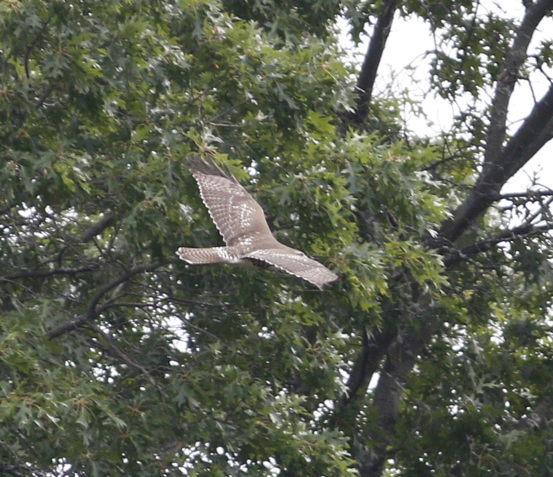 Red-tailed Hawk - ML608895670