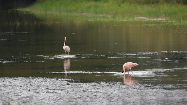 Amerika Flamingosu - ML608895730