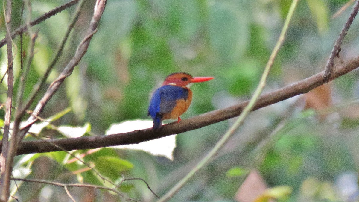 African Pygmy Kingfisher - ML608895744