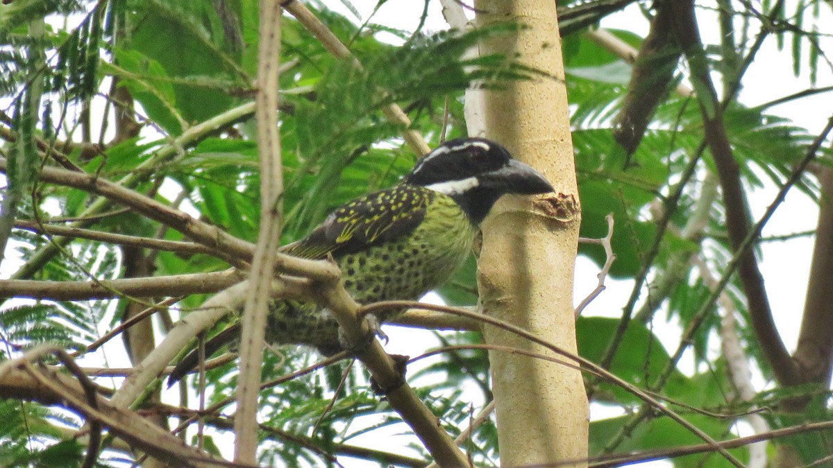 Yellow-spotted Barbet - ML608895775