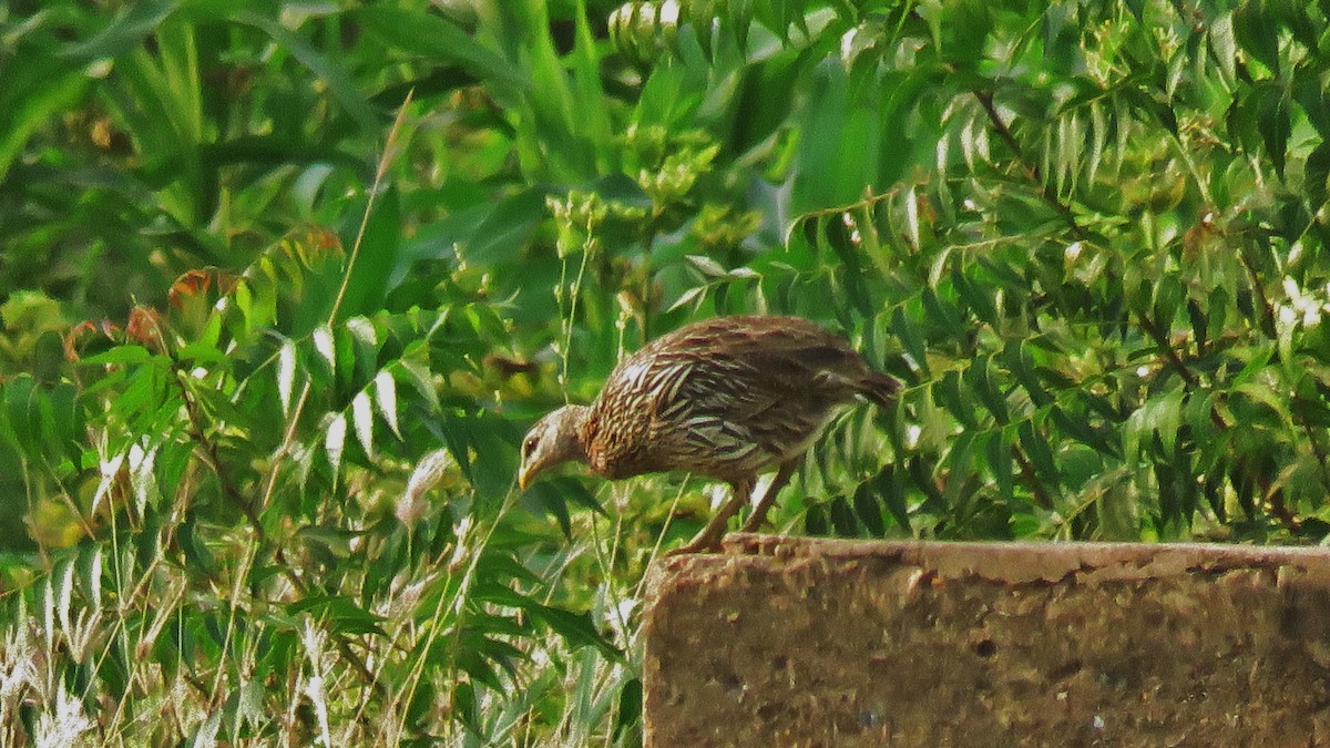 Double-spurred Spurfowl - ML608896051