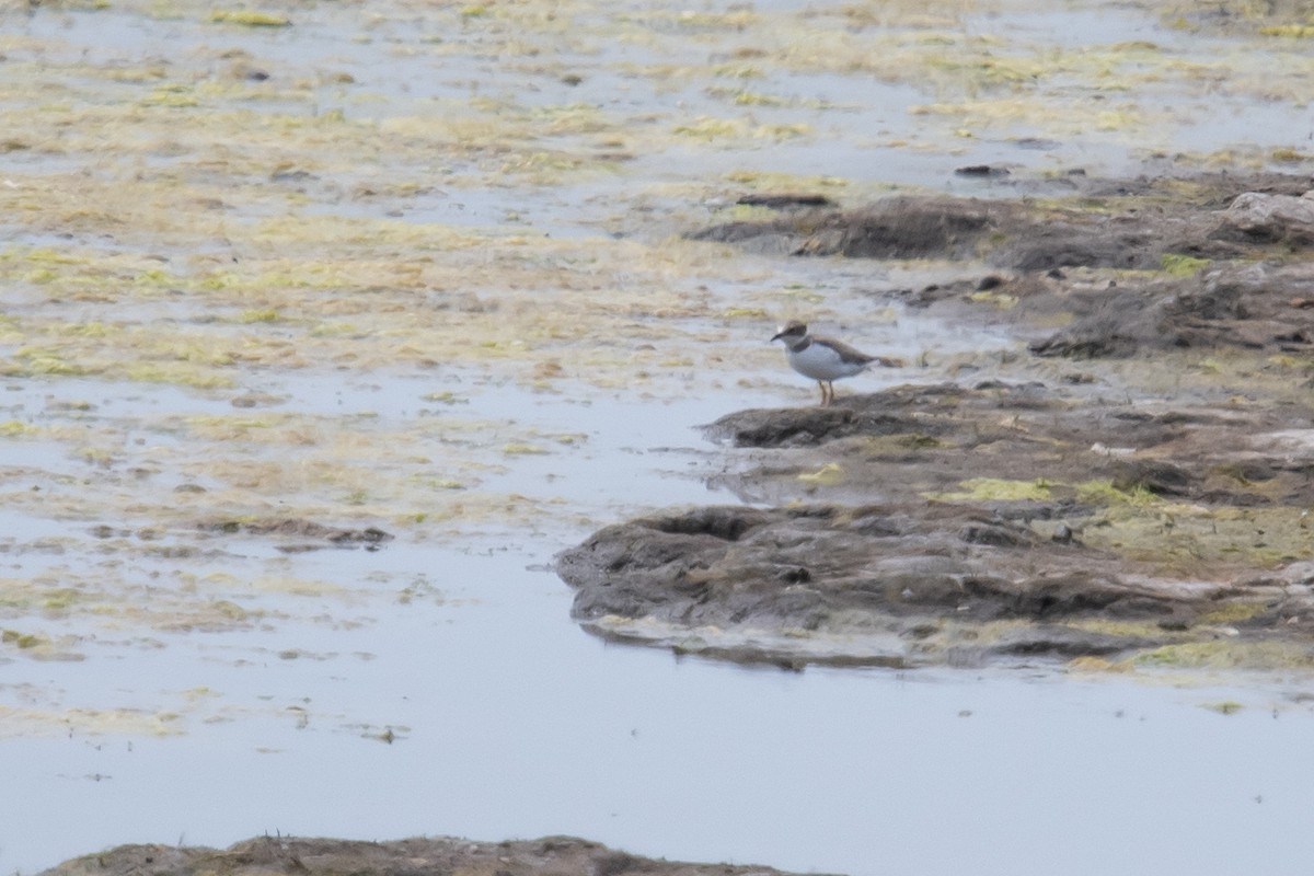 Little Ringed Plover - ML608896533