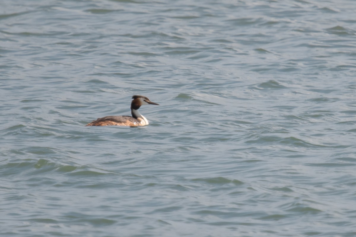 Great Crested Grebe - ML608896551
