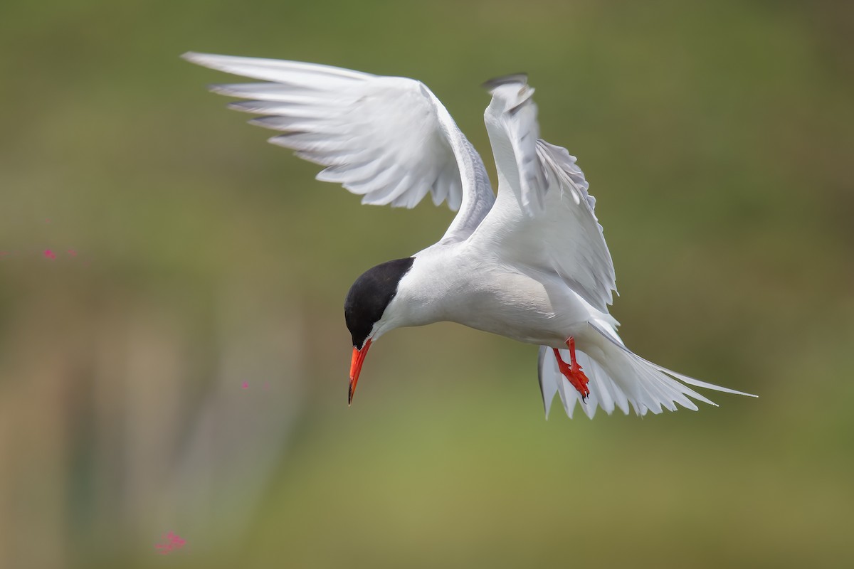 Common Tern - David Campbell