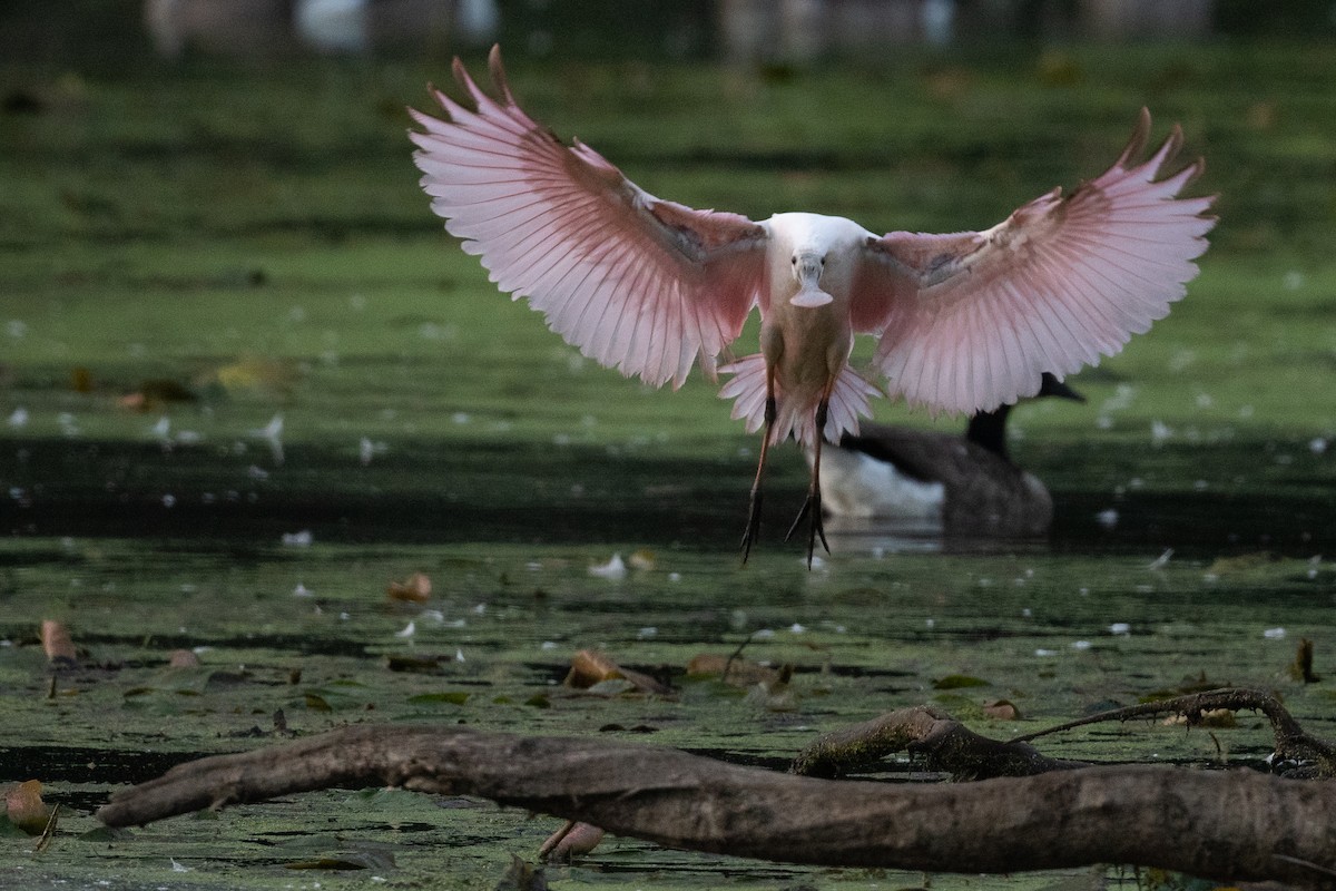Roseate Spoonbill - ML608896754