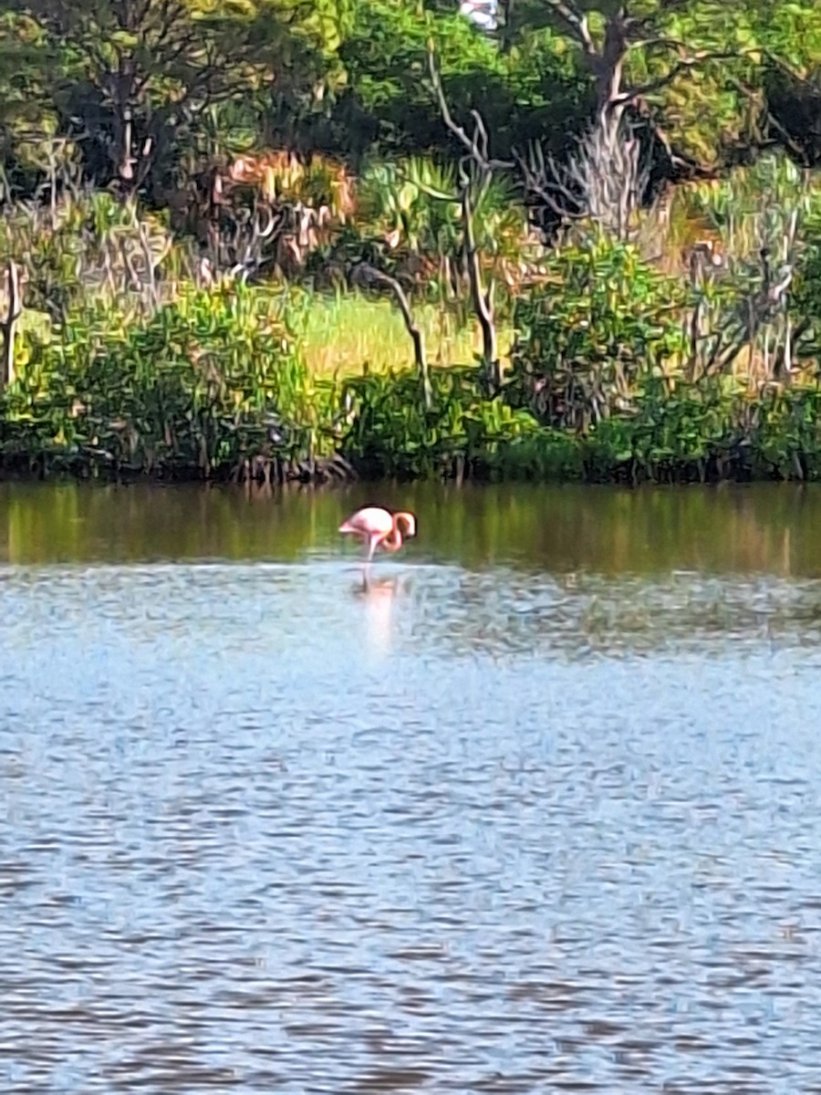 eBird Checklist 16 Sep 2023 Honeymoon Island SP 17 species