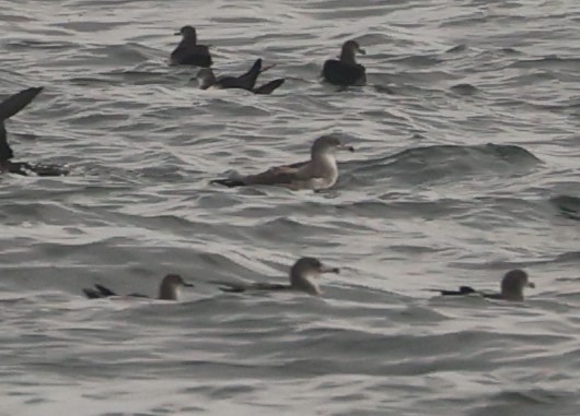 Pink-footed Shearwater - ML608896896