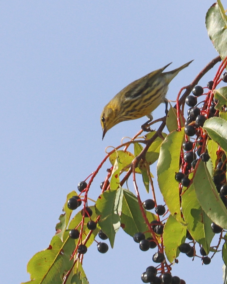 Cape May Warbler - ML608897470
