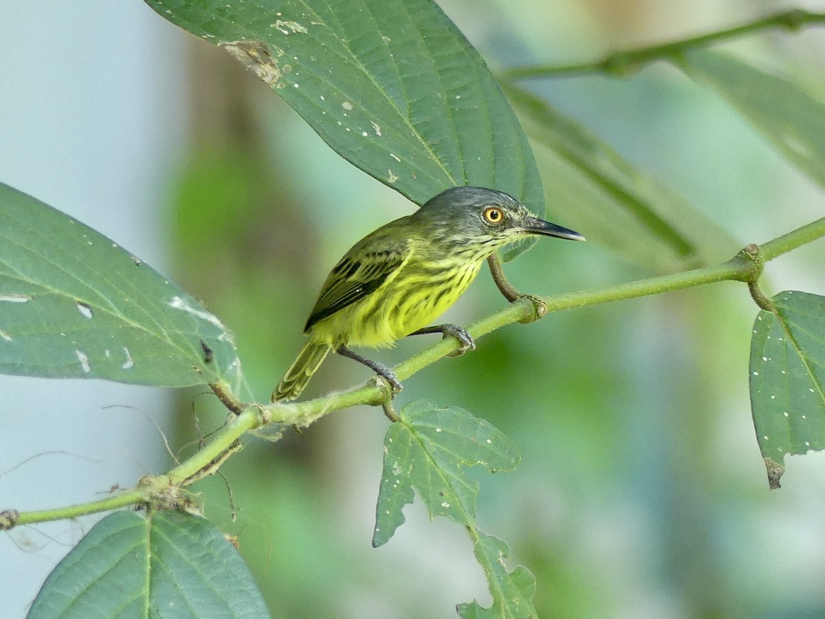 Spotted Tody-Flycatcher - Maggie Geer