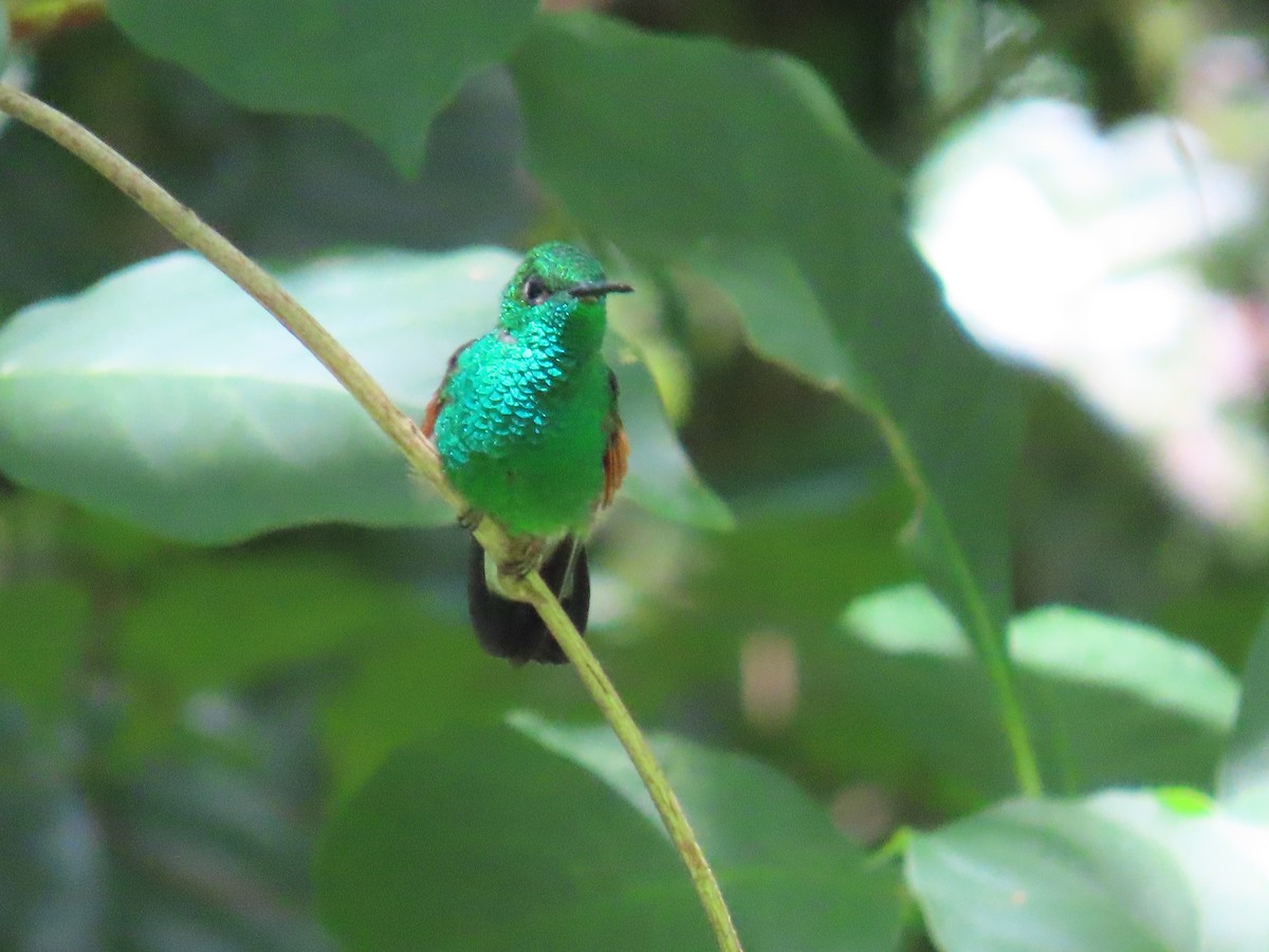Stripe-tailed Hummingbird - Jafeth Zablah