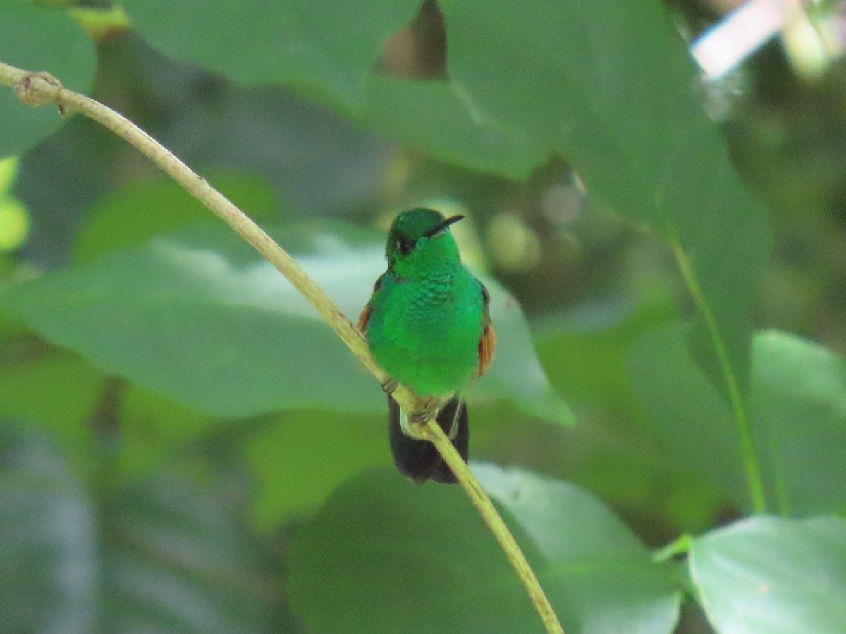 Stripe-tailed Hummingbird - ML608897964