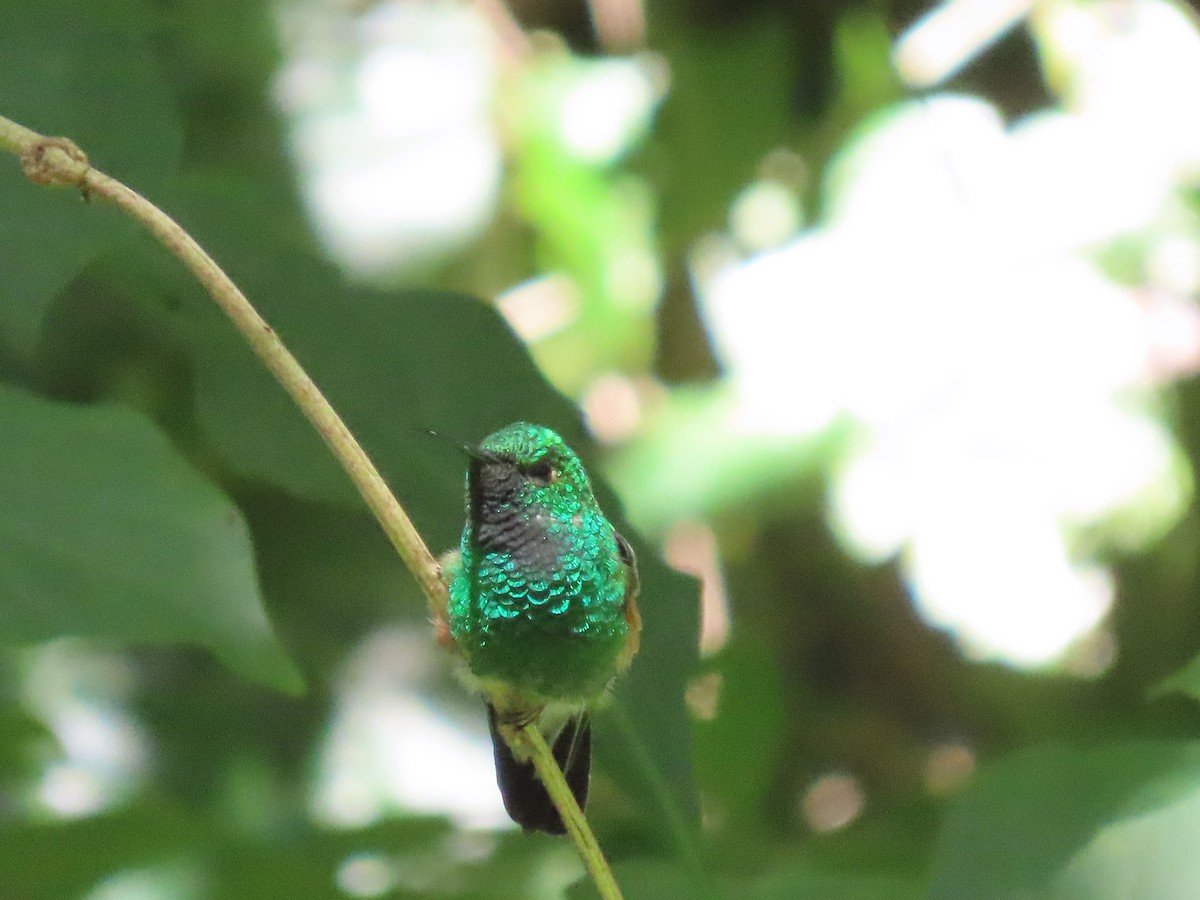 Stripe-tailed Hummingbird - ML608897965