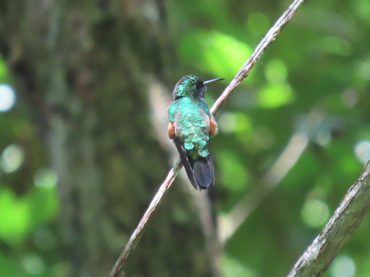 Stripe-tailed Hummingbird - ML608897967
