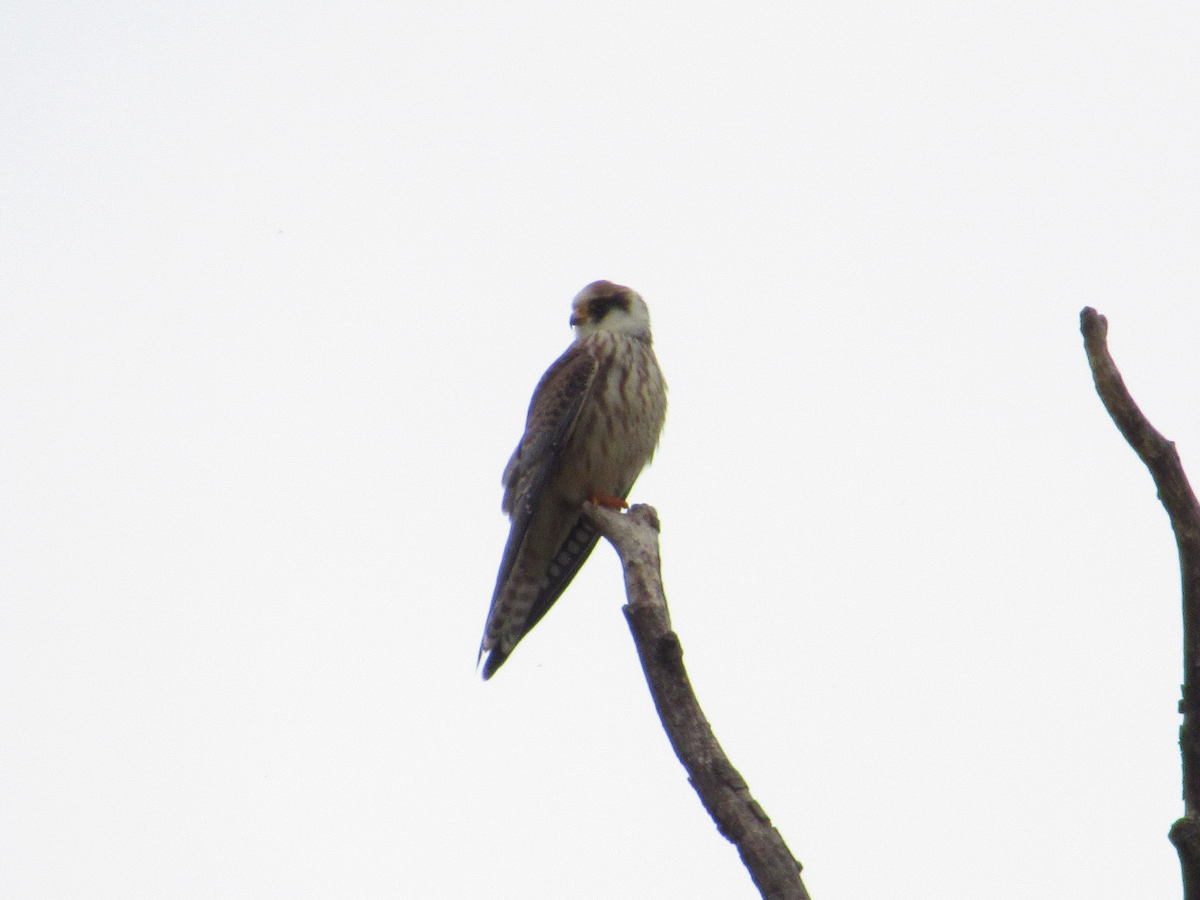 Red-footed Falcon - ML608898278