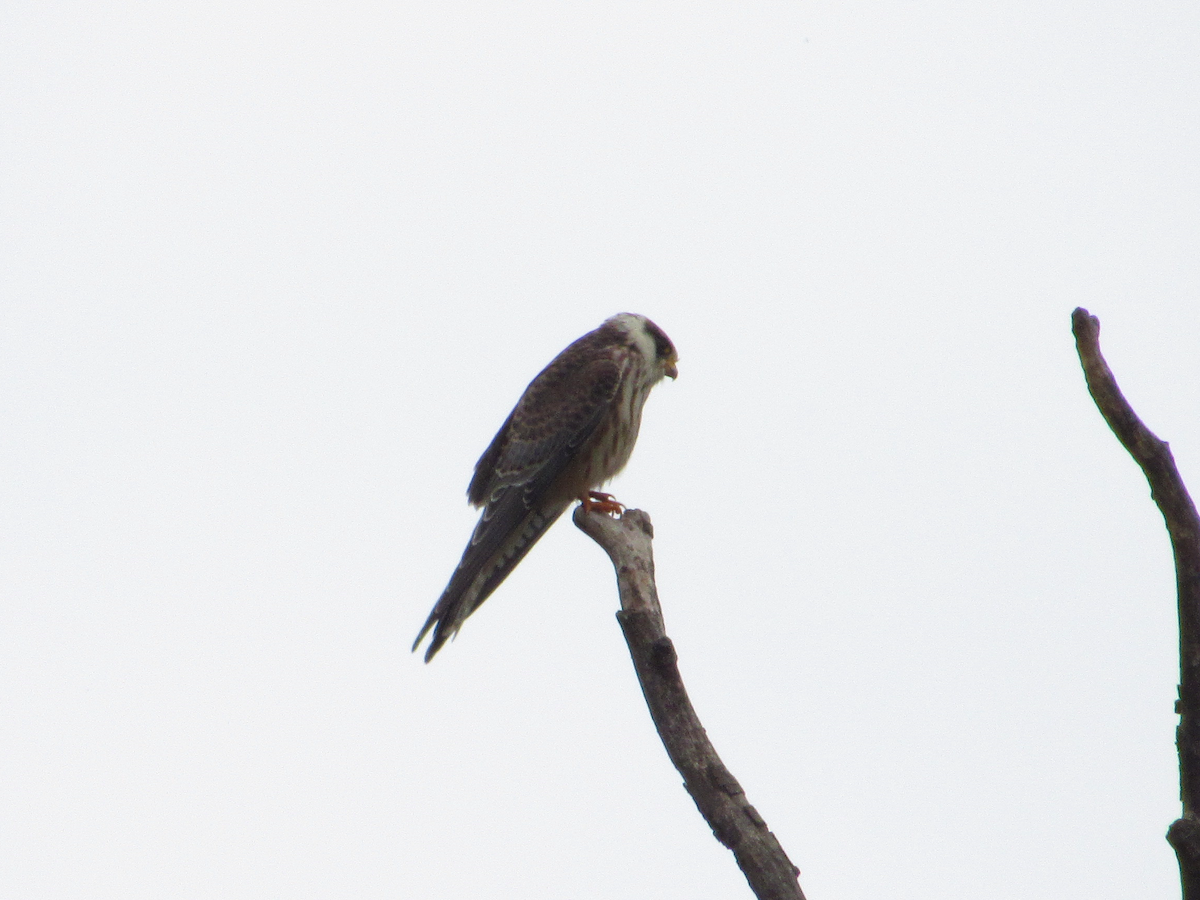 Red-footed Falcon - ML608898279