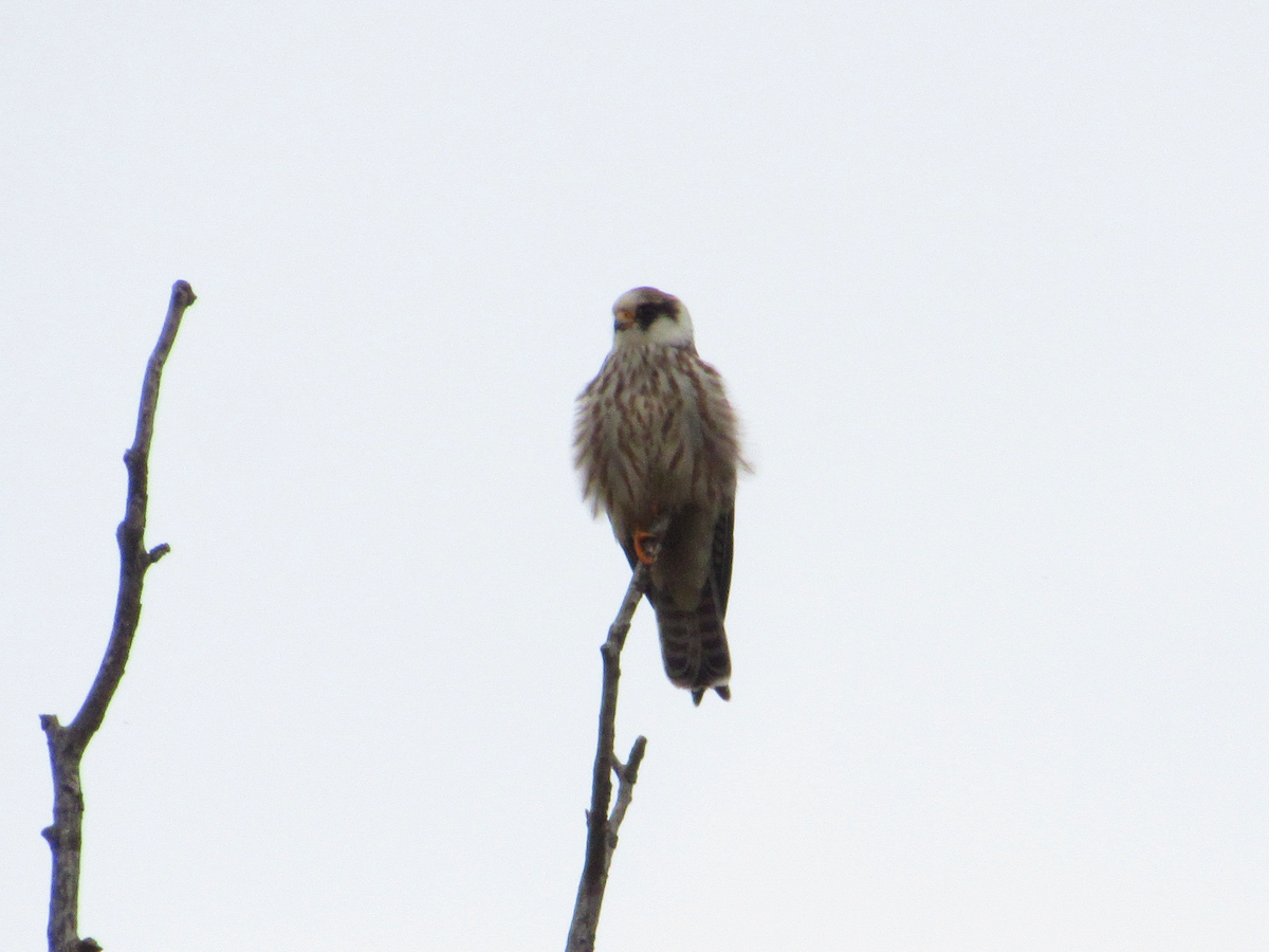Red-footed Falcon - ML608898280