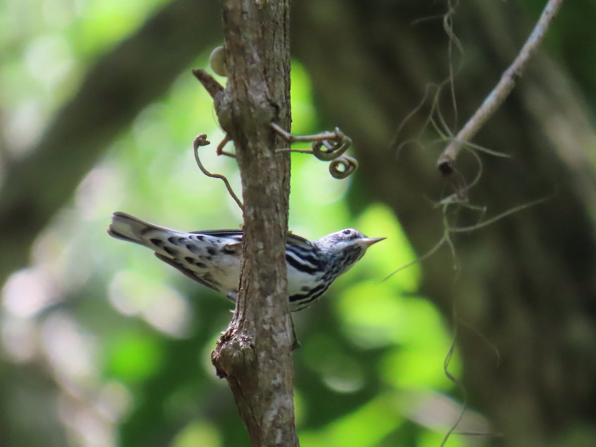 Black-and-white Warbler - ML608898326