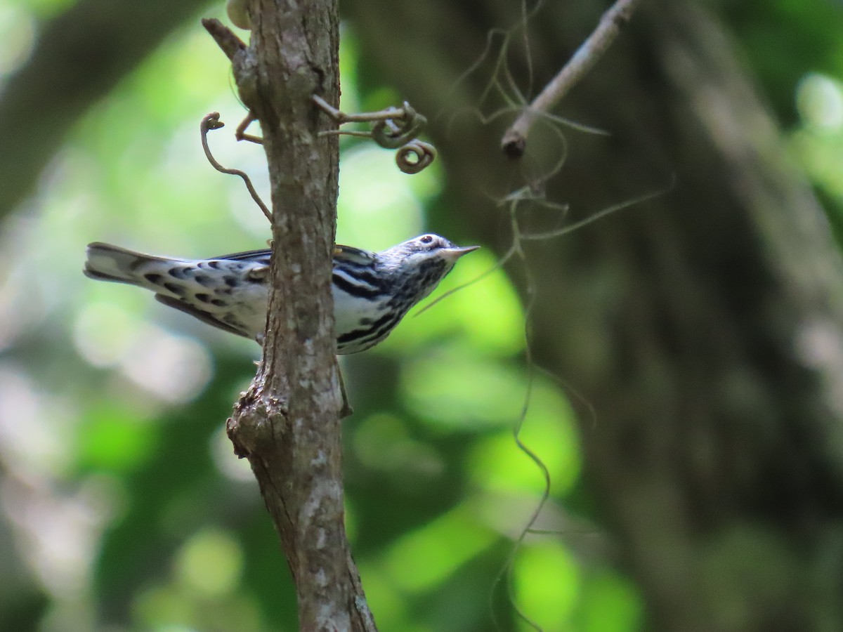 Black-and-white Warbler - ML608898327
