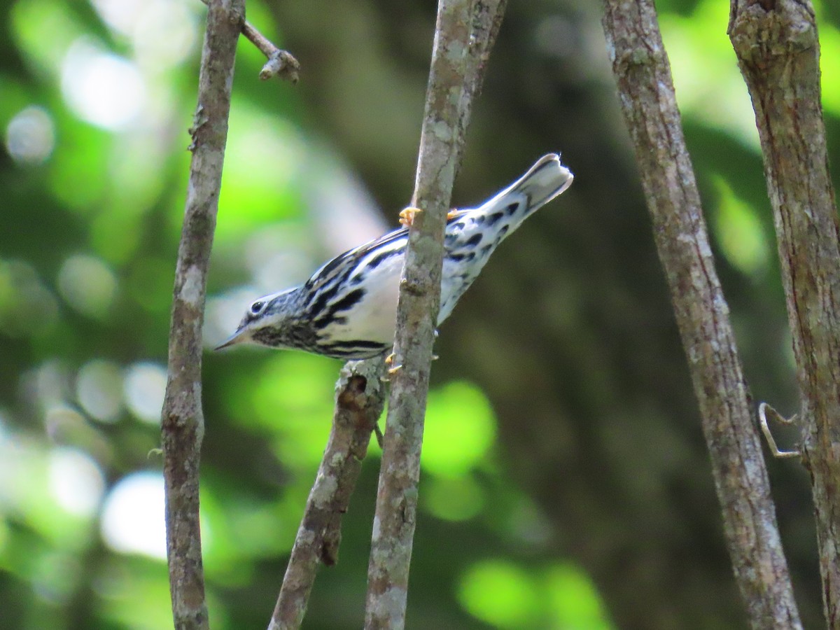 Black-and-white Warbler - ML608898328