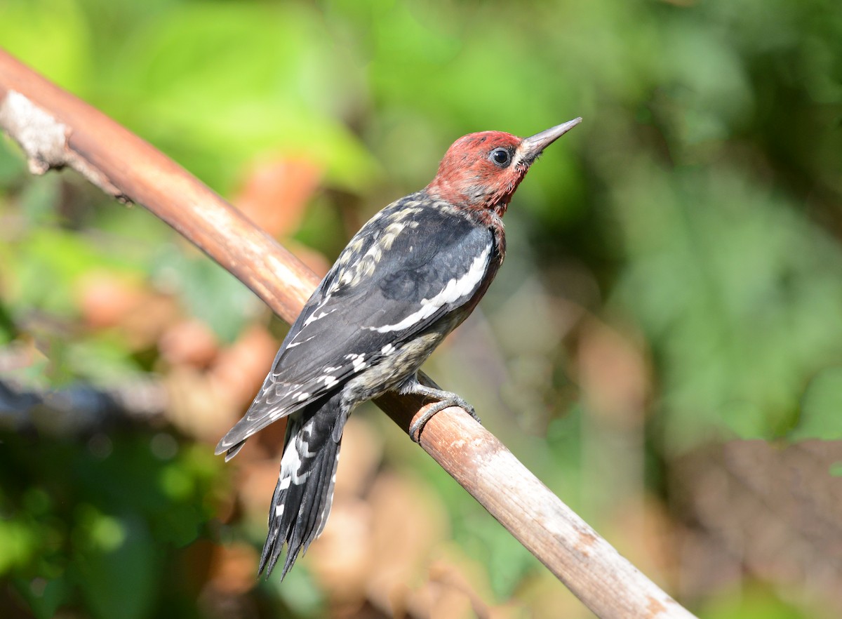 Red-breasted Sapsucker - ML608898750