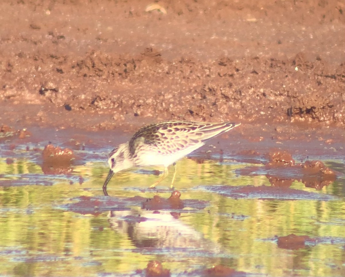 Least Sandpiper - ML608898753