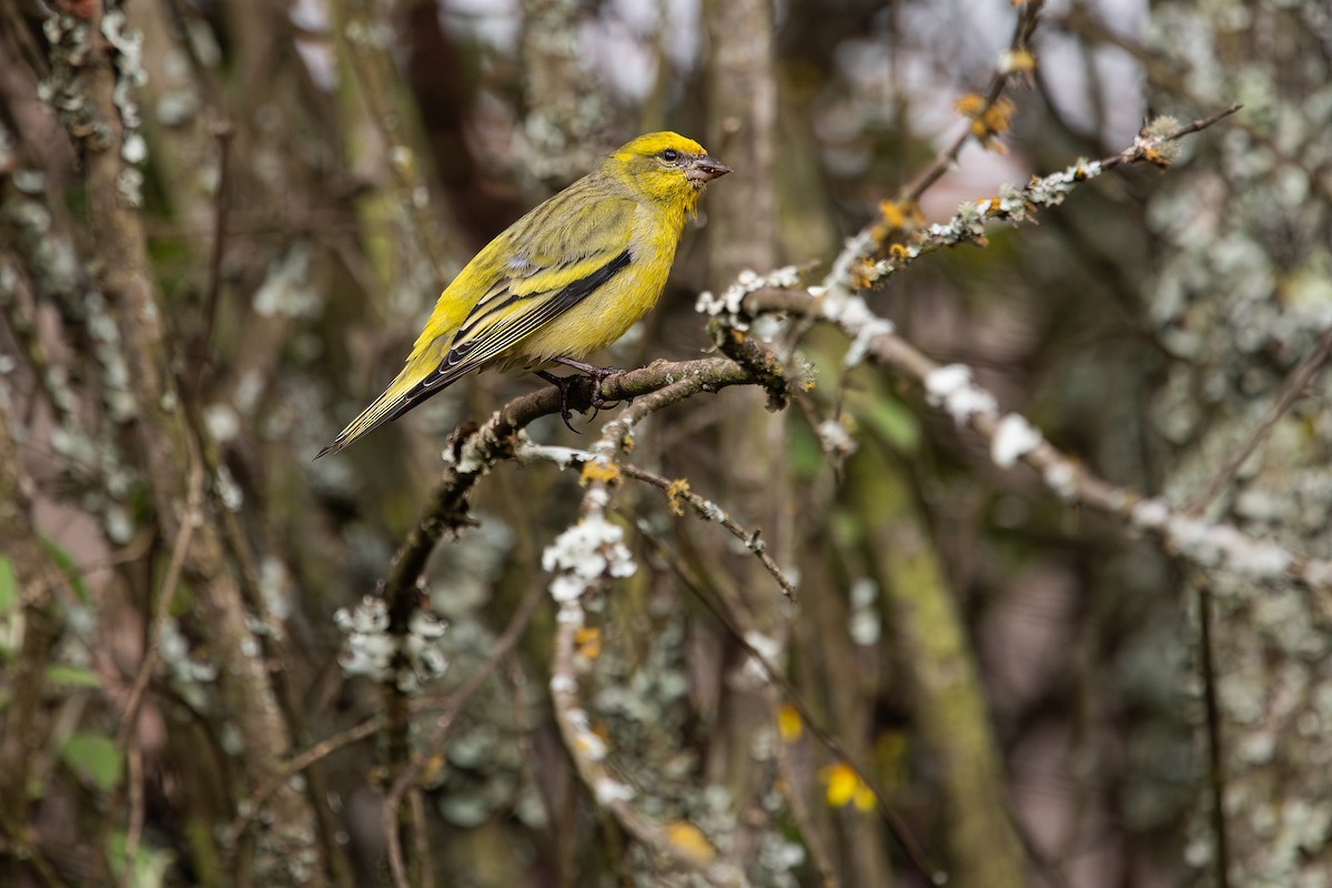 Yellow-crowned Canary - Frédéric Bacuez