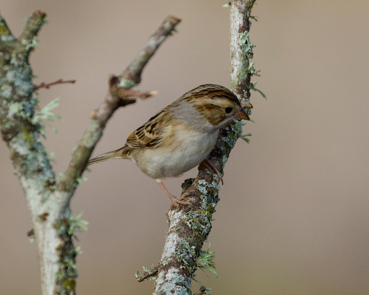 Clay-colored Sparrow - ML608898945
