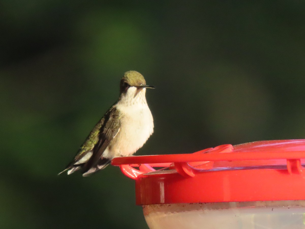 Ruby-throated Hummingbird - ML608899311