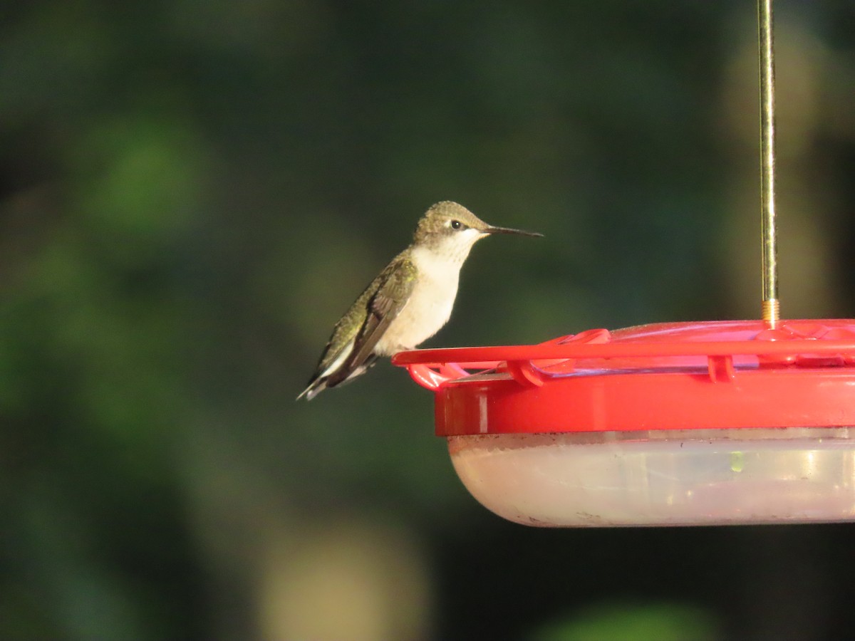 Ruby-throated Hummingbird - ML608899314