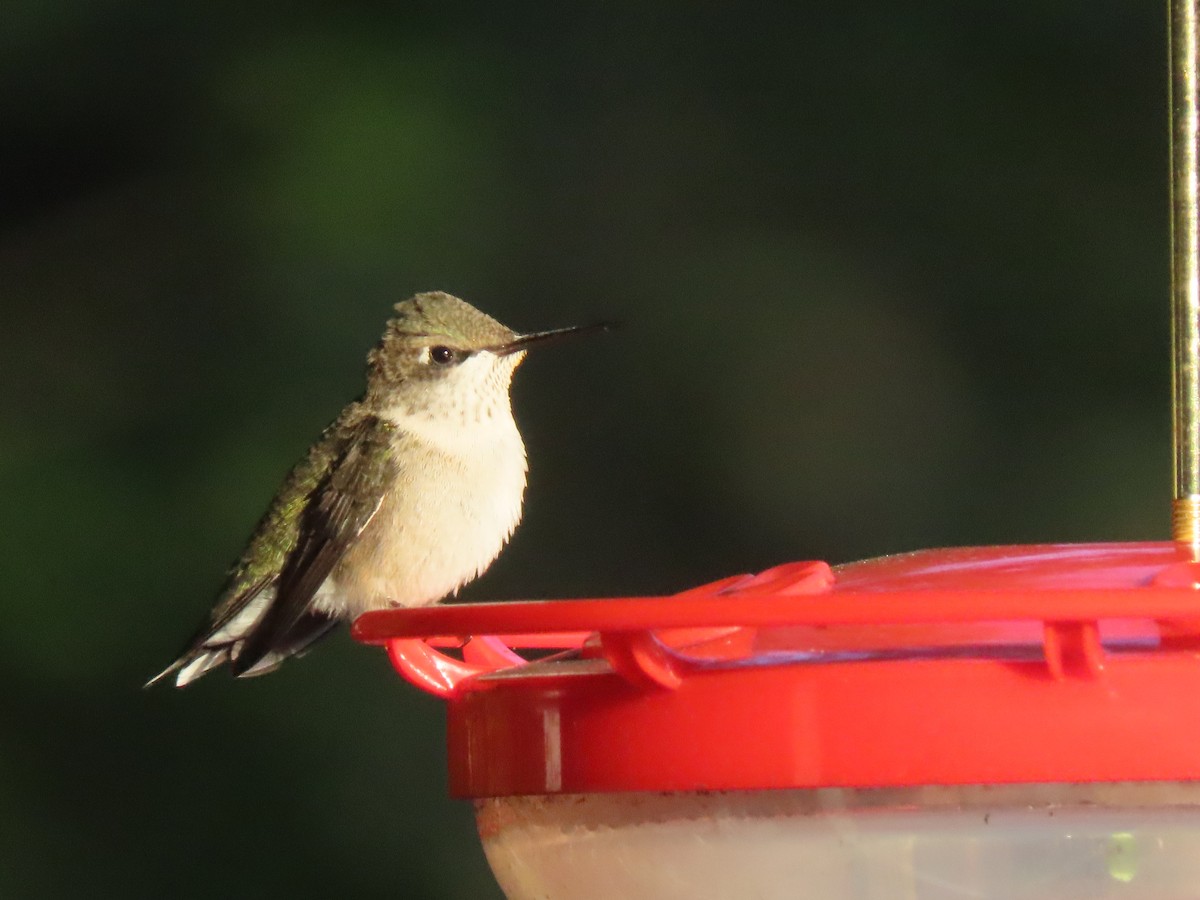 Ruby-throated Hummingbird - ML608899316