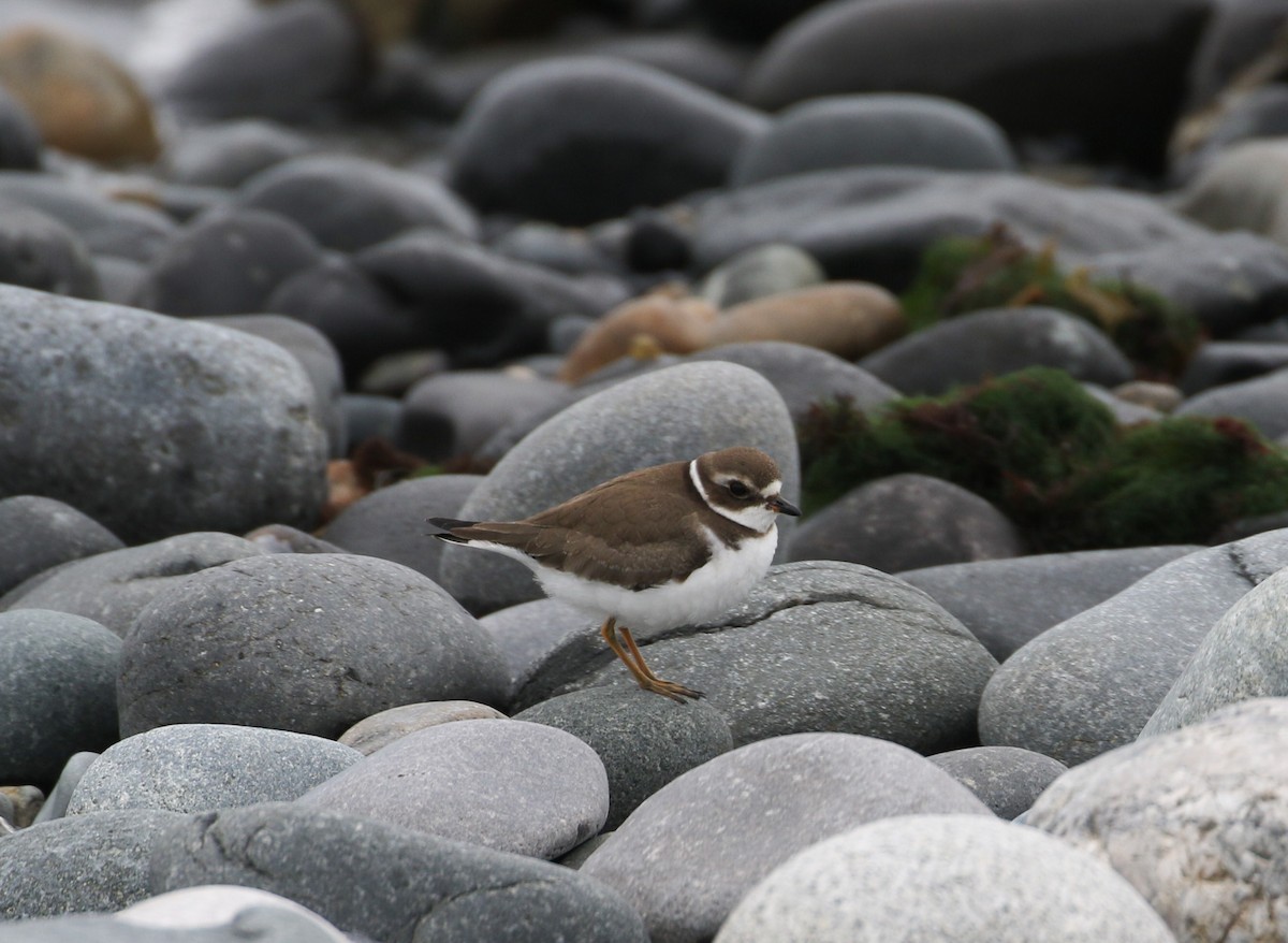 Semipalmated Plover - ML608899793