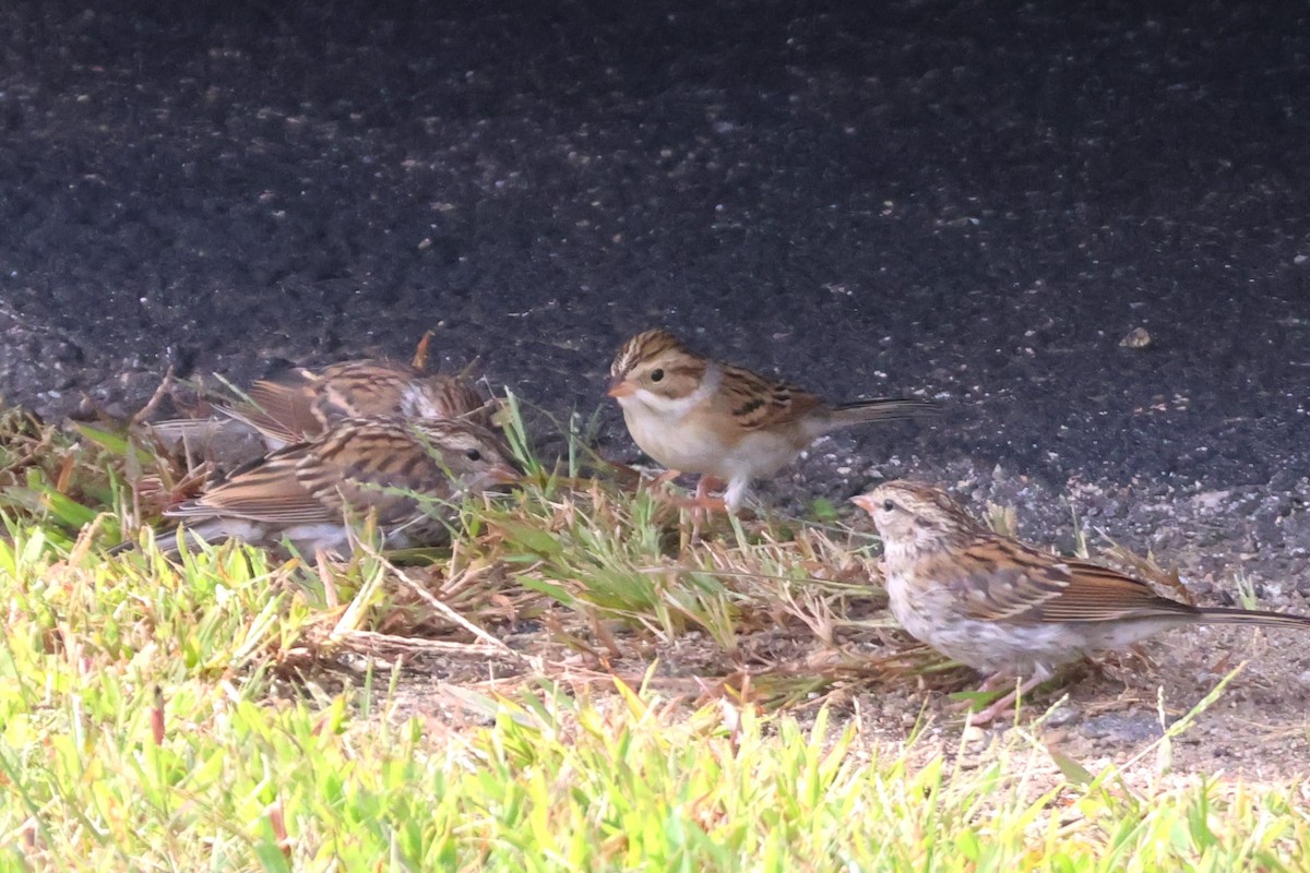 Clay-colored Sparrow - ML608899804