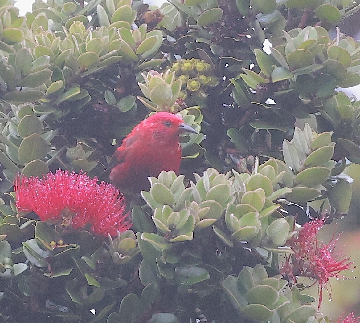 Apapane - Mandy Talpas -Hawaii Bird Tours