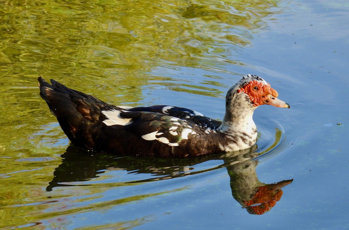 Muscovy Duck (Domestic type) - ML608899926