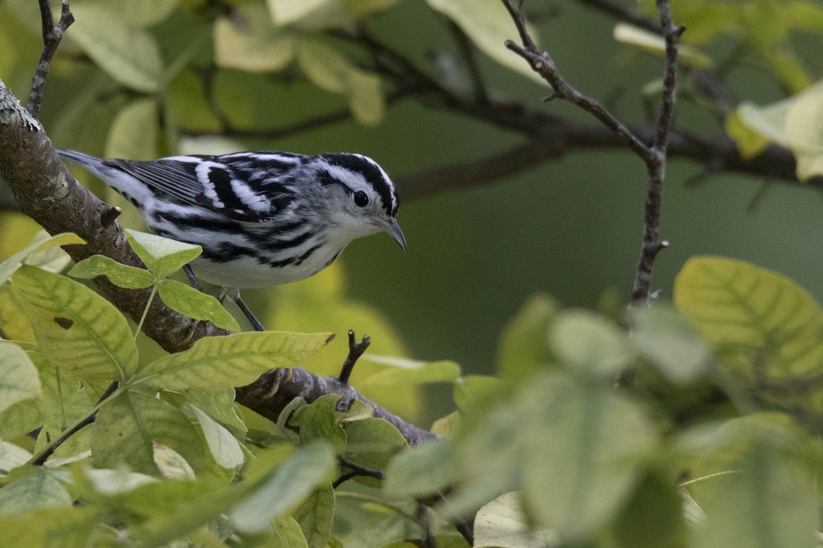 Black-and-white Warbler - ML608899950