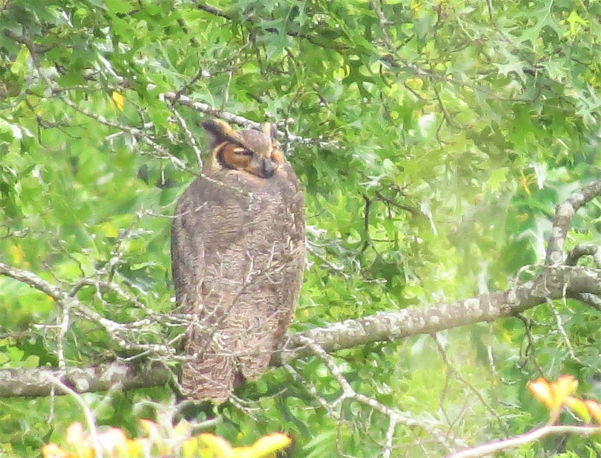 Great Horned Owl - ML608900936