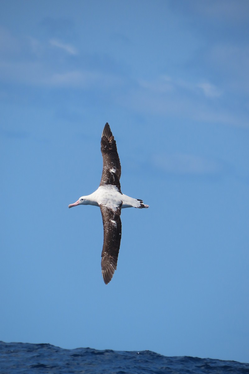Albatros Viajero (gibsoni) - ML608901618