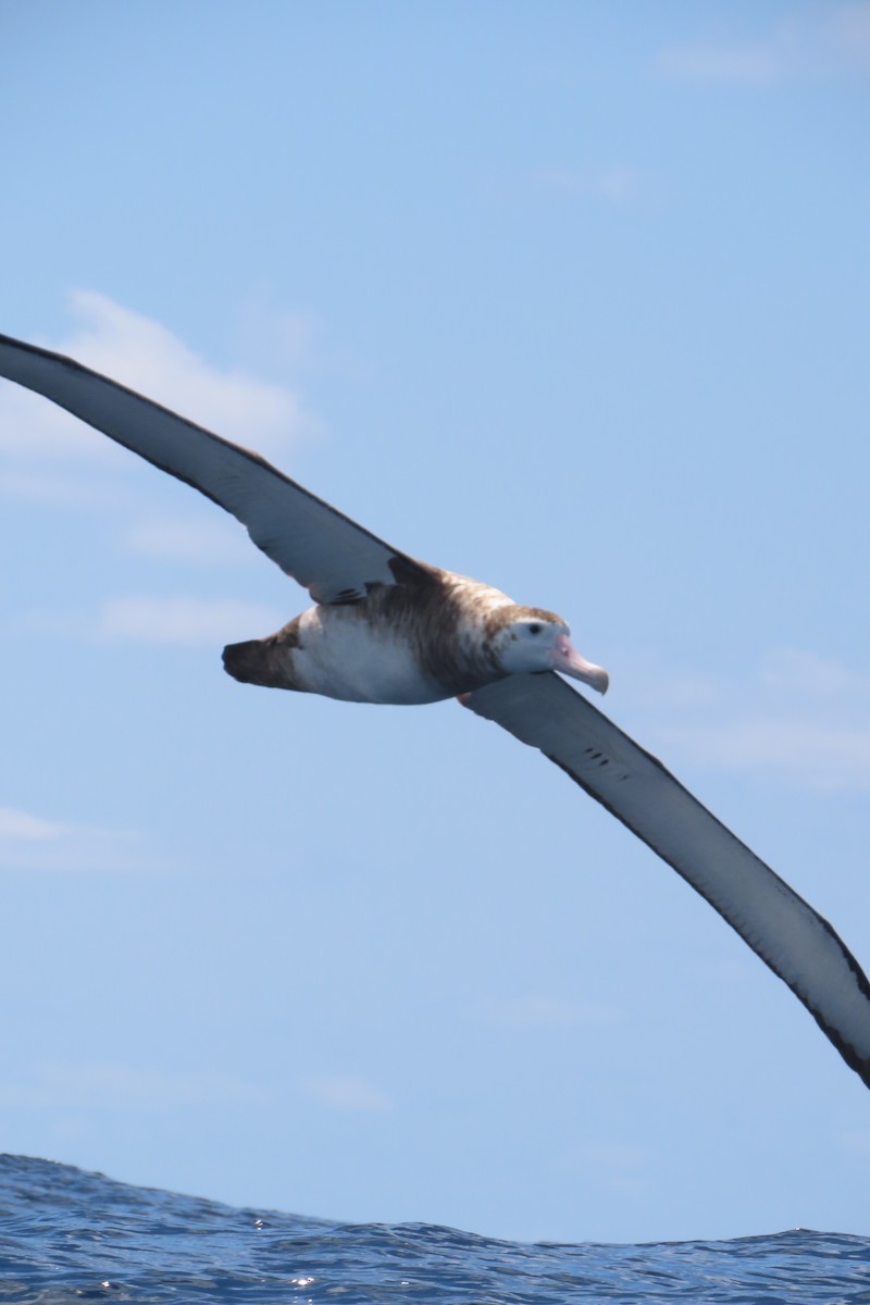 Albatros hurleur (gibsoni) - ML608901632
