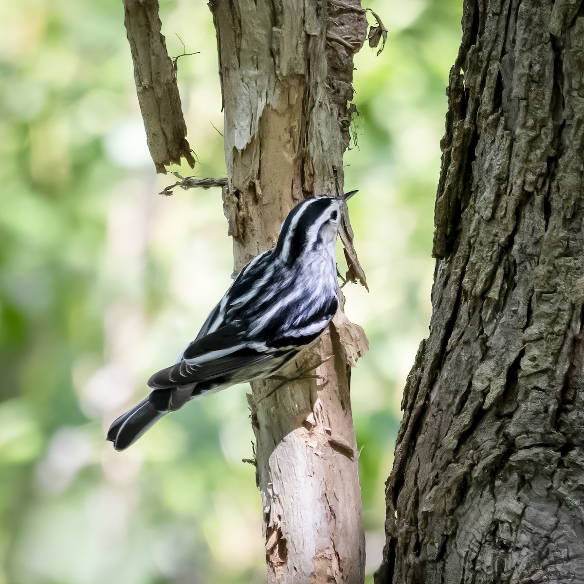 Black-and-white Warbler - ML608901648