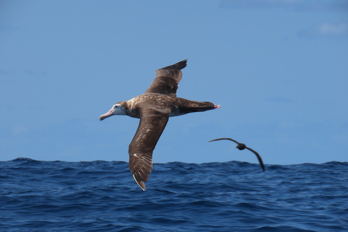 Albatros hurleur (gibsoni) - ML608901649